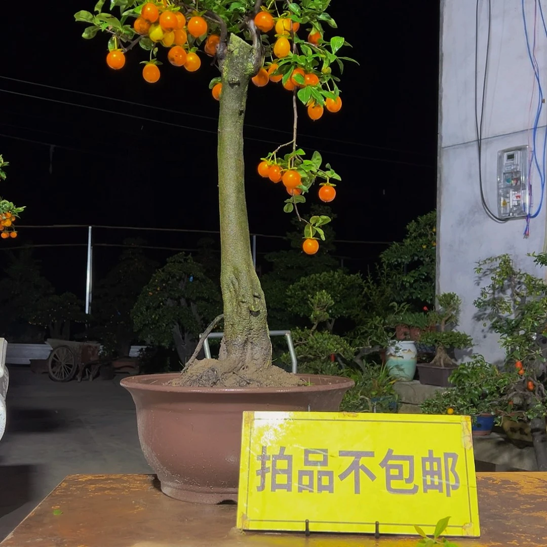 无花朵嫁接金弹子