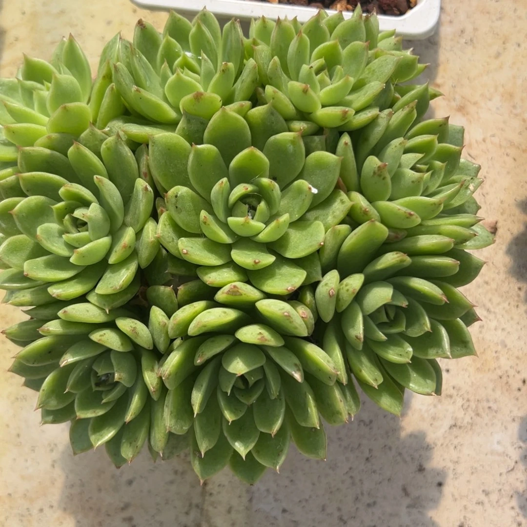 连***翘黑水晶锦捧花，多肉植物