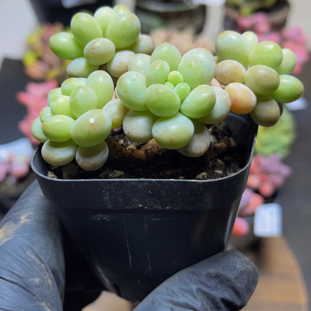 226大花球洛可可9厘米多肉