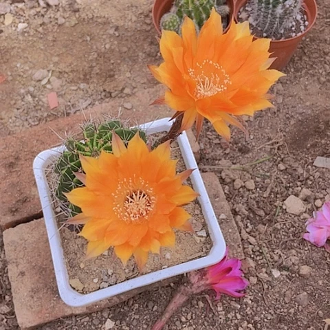 @****仙人掌彩草随意发