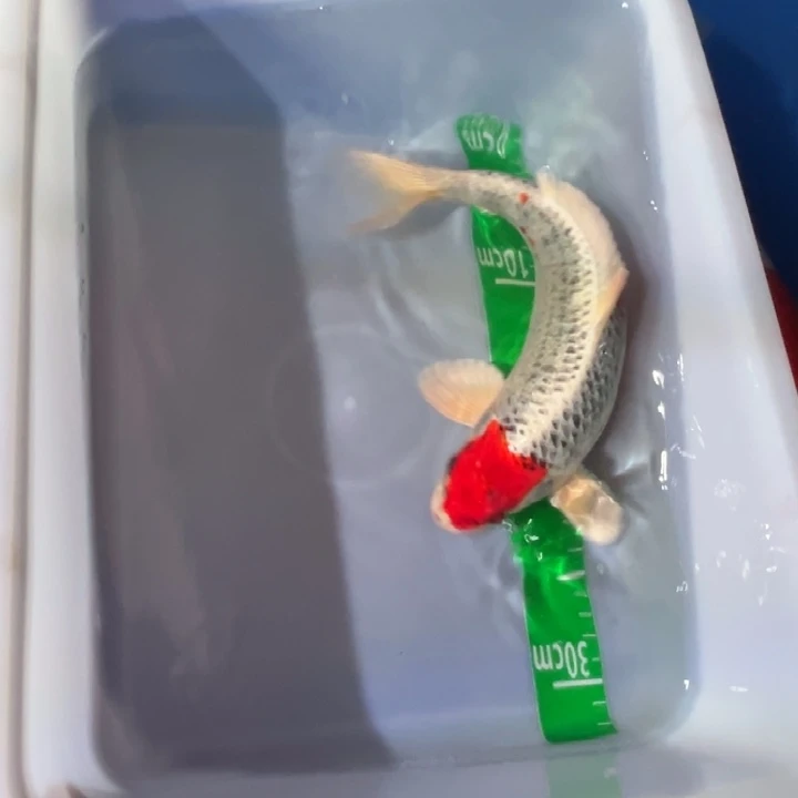 锦鲤锦鲤红白孔雀