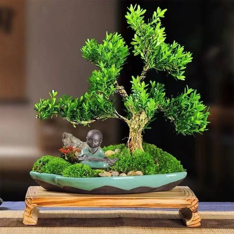 【加仑盆保护发货】黄杨盆栽小盆景盆坏不售后植物四季常青办公居家