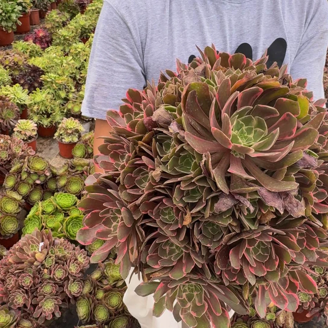 无花朵501多肉植物捧花的