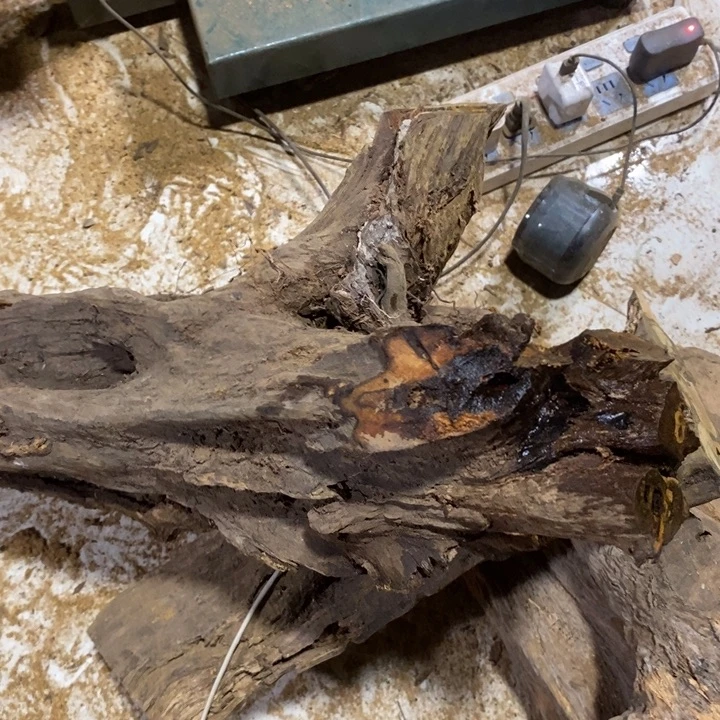 清***在贡木手串贡木原木原料直发