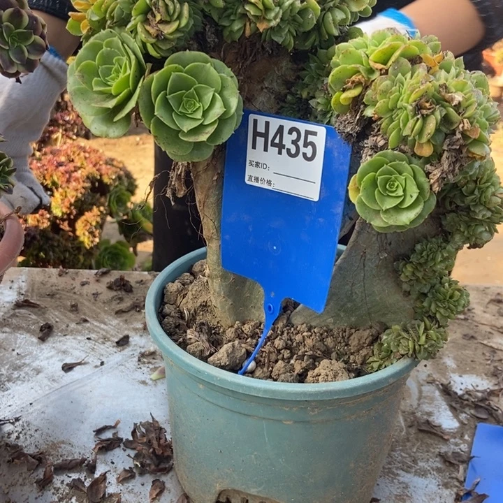 用***4435绿羊绒缀化老桩