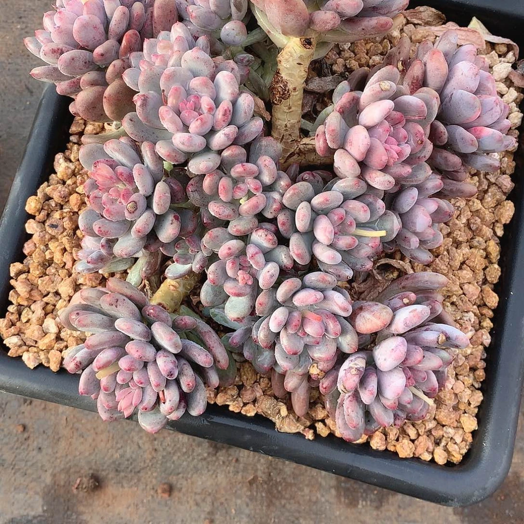 316香香雪 一物一拍多肉