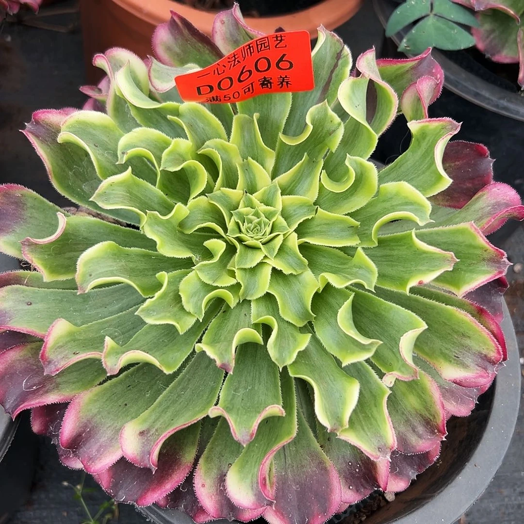 0606多肉植物绿波澜