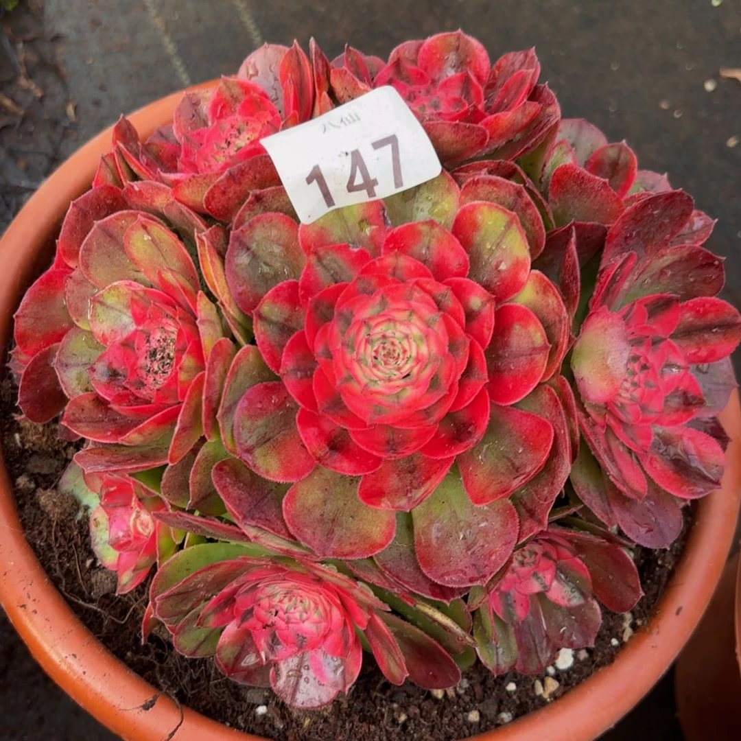 147多肉植物荔枝