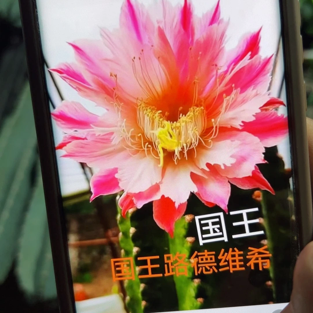 下79毛国王歪侧芽5公分左右20包邮