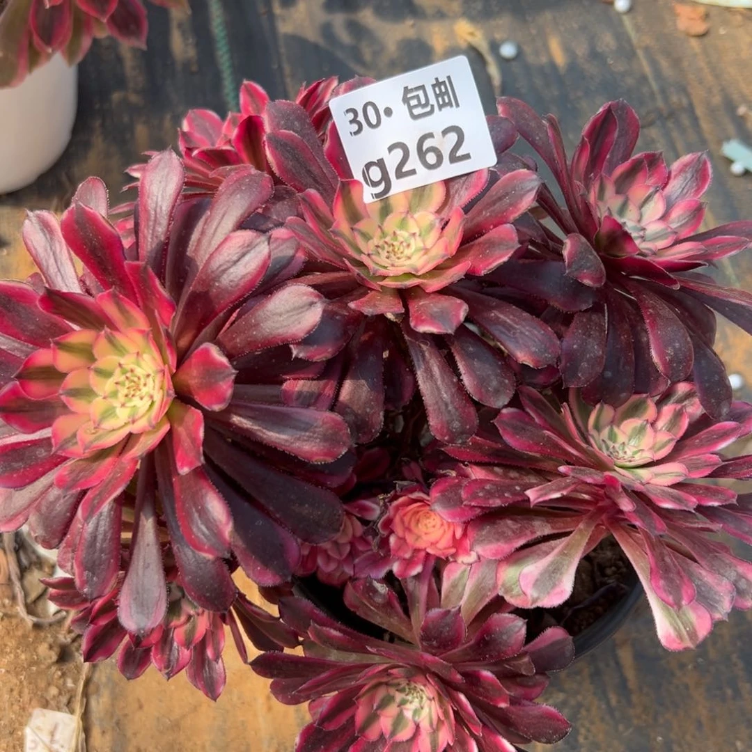 五*钱262红铜白多肉法师