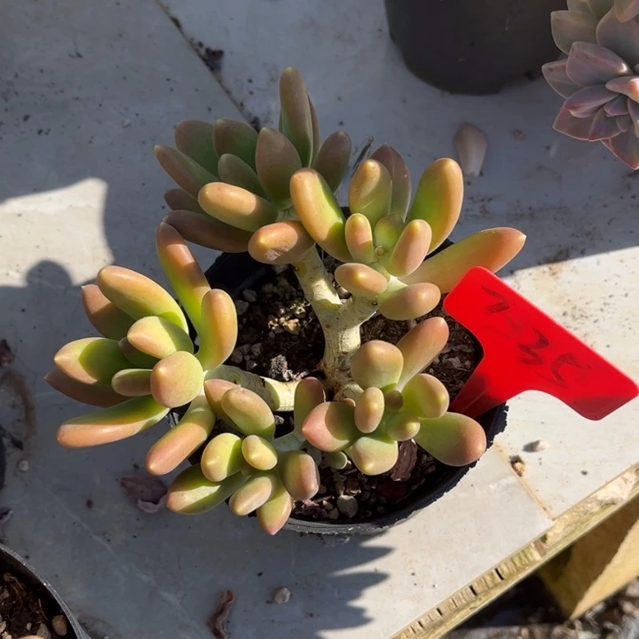 岁***好金蝉多肉植物植物3 5