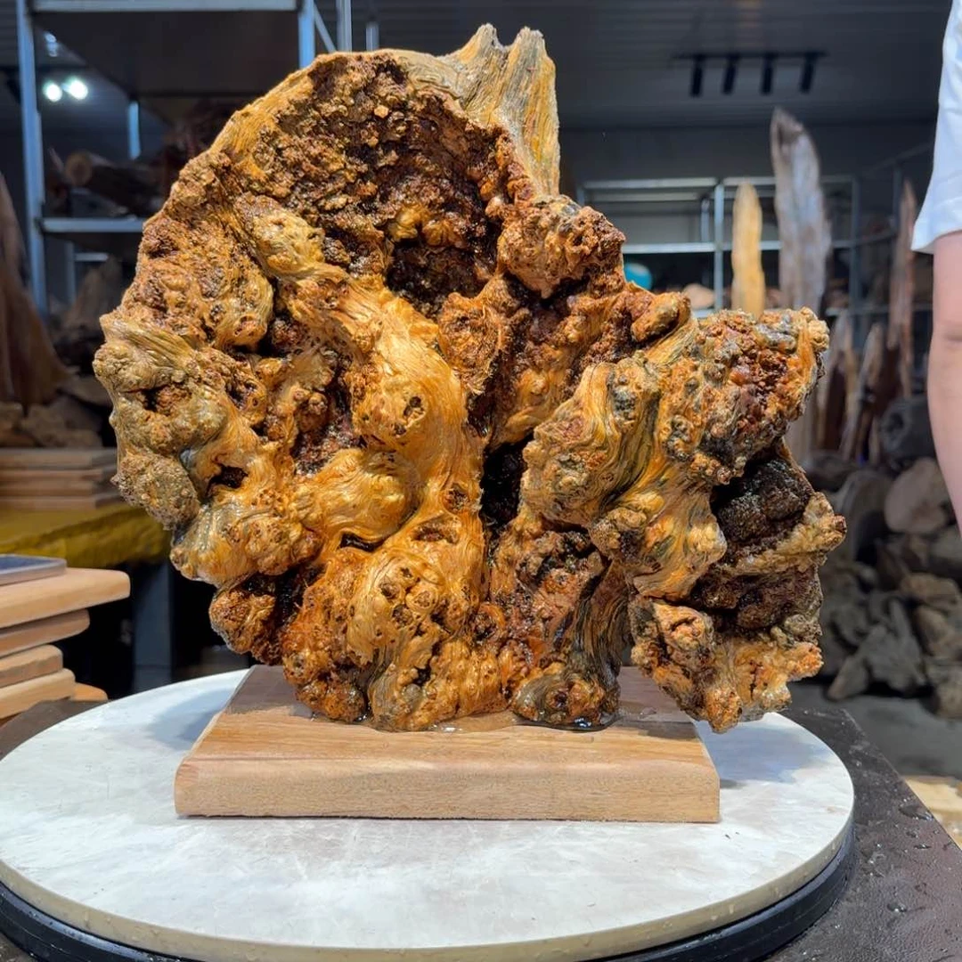 木立**哥王一刀琥珀木30