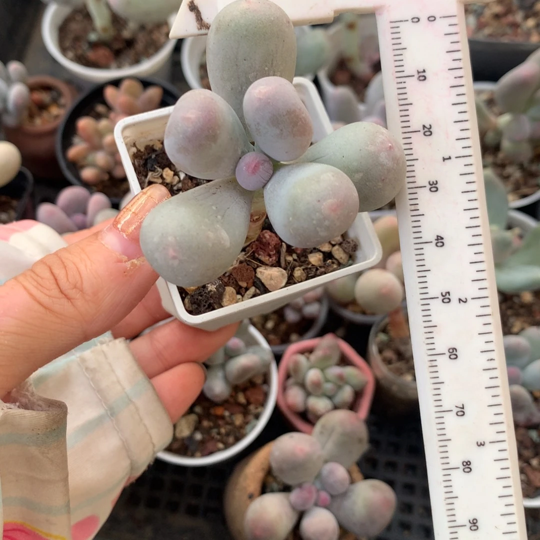 米可奶 精品韩国奶酪多肉