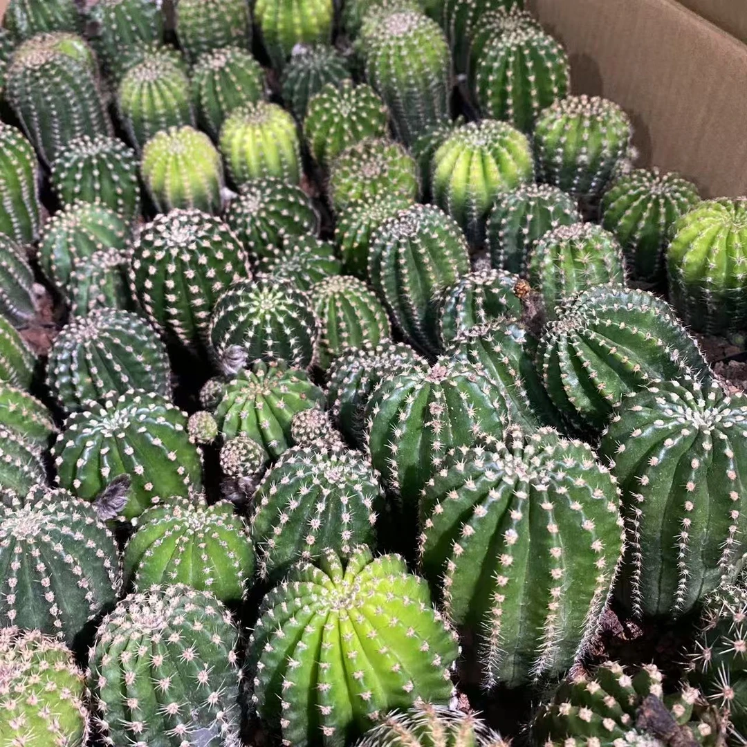 黑金刚 仙人球植物基地直发货 新手好养 室内外办公室