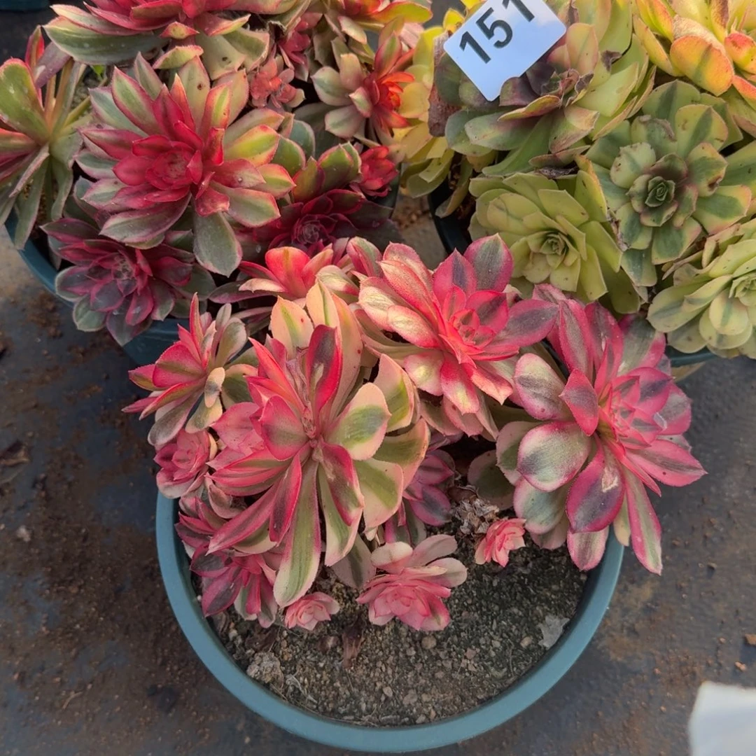 151组合多肉植物老庄