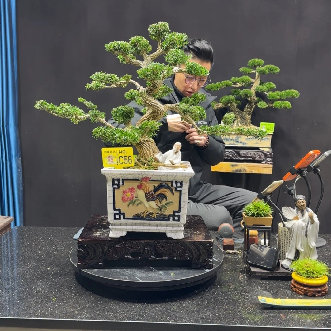 以实际为准黄杨室内室外盆景艺术