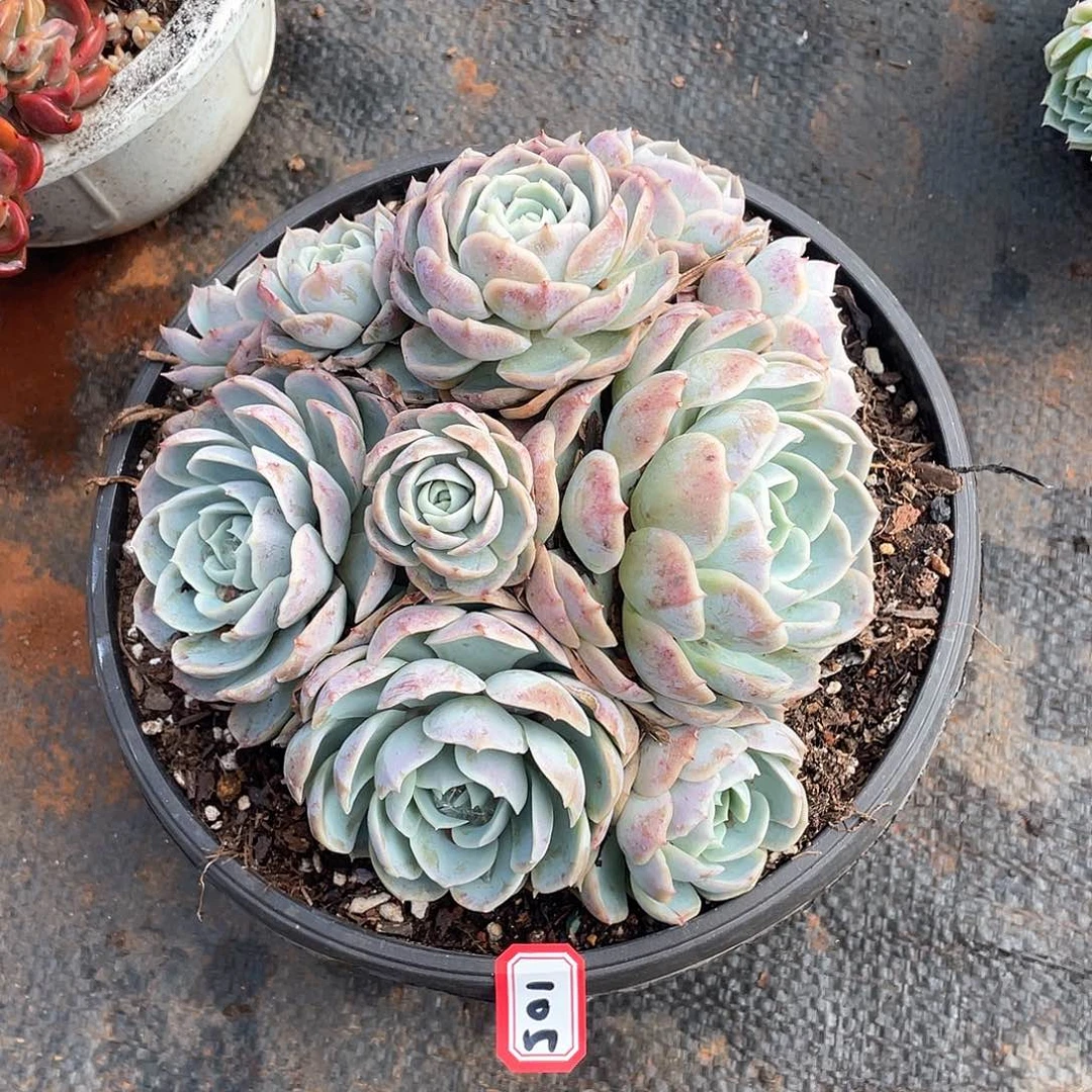 105约瑟琳 一物一拍多肉