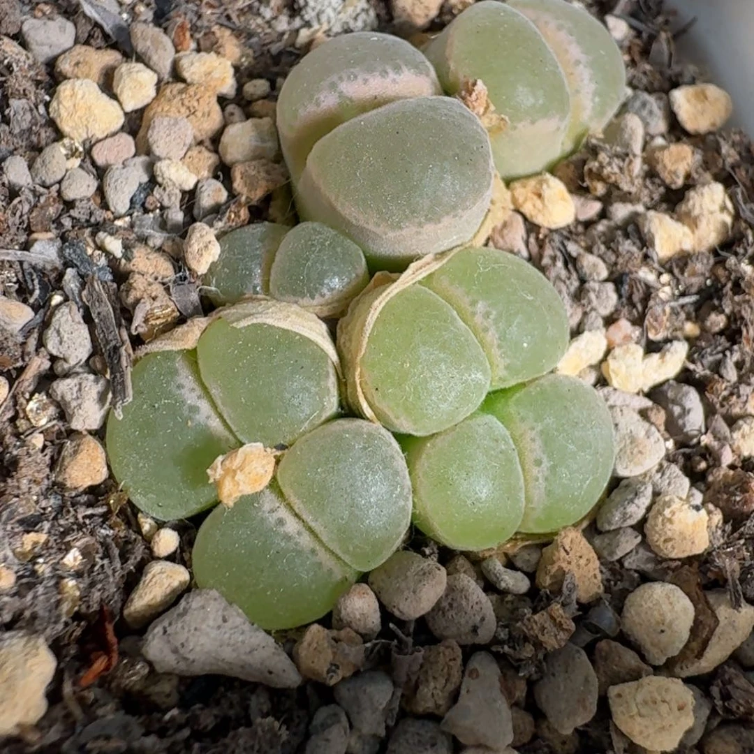 桃喜花园0628-69风铃福利