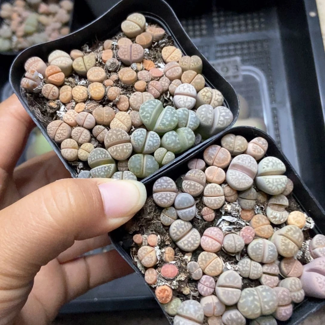 8294特价两盒七方茧型玉