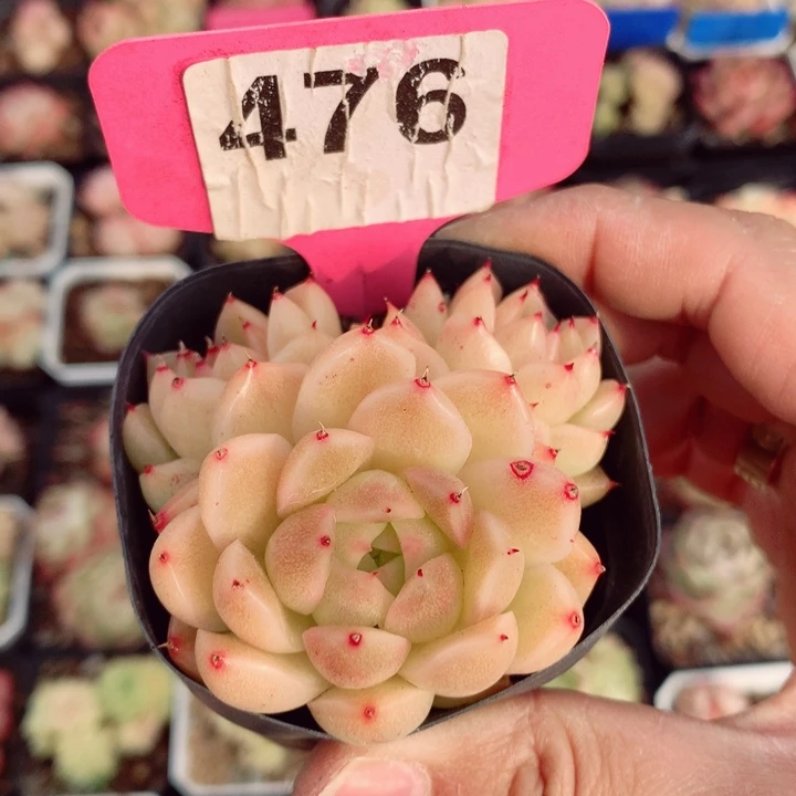 麦秆6cm不包整群