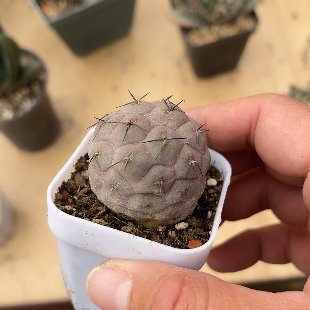 紫皮习志野仙人球