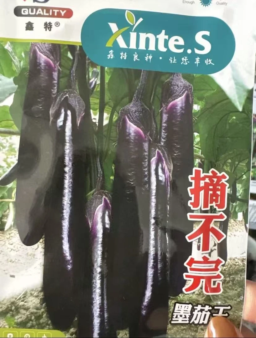 【摘不完墨茄王茄子籽种子】家庭盆栽地栽四季种植