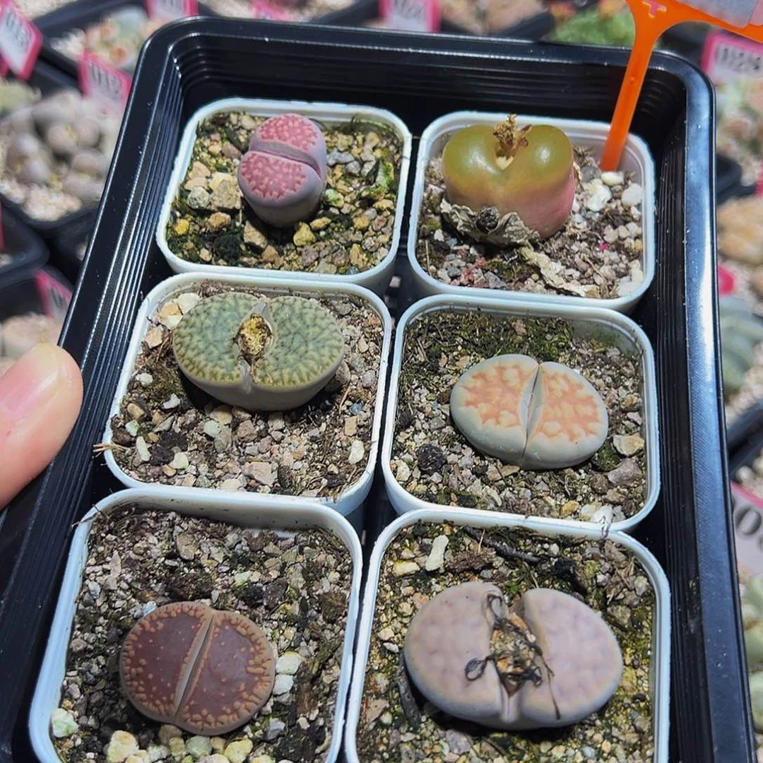 640 一物一拍，默认有伤，介意勿拍，不退不换