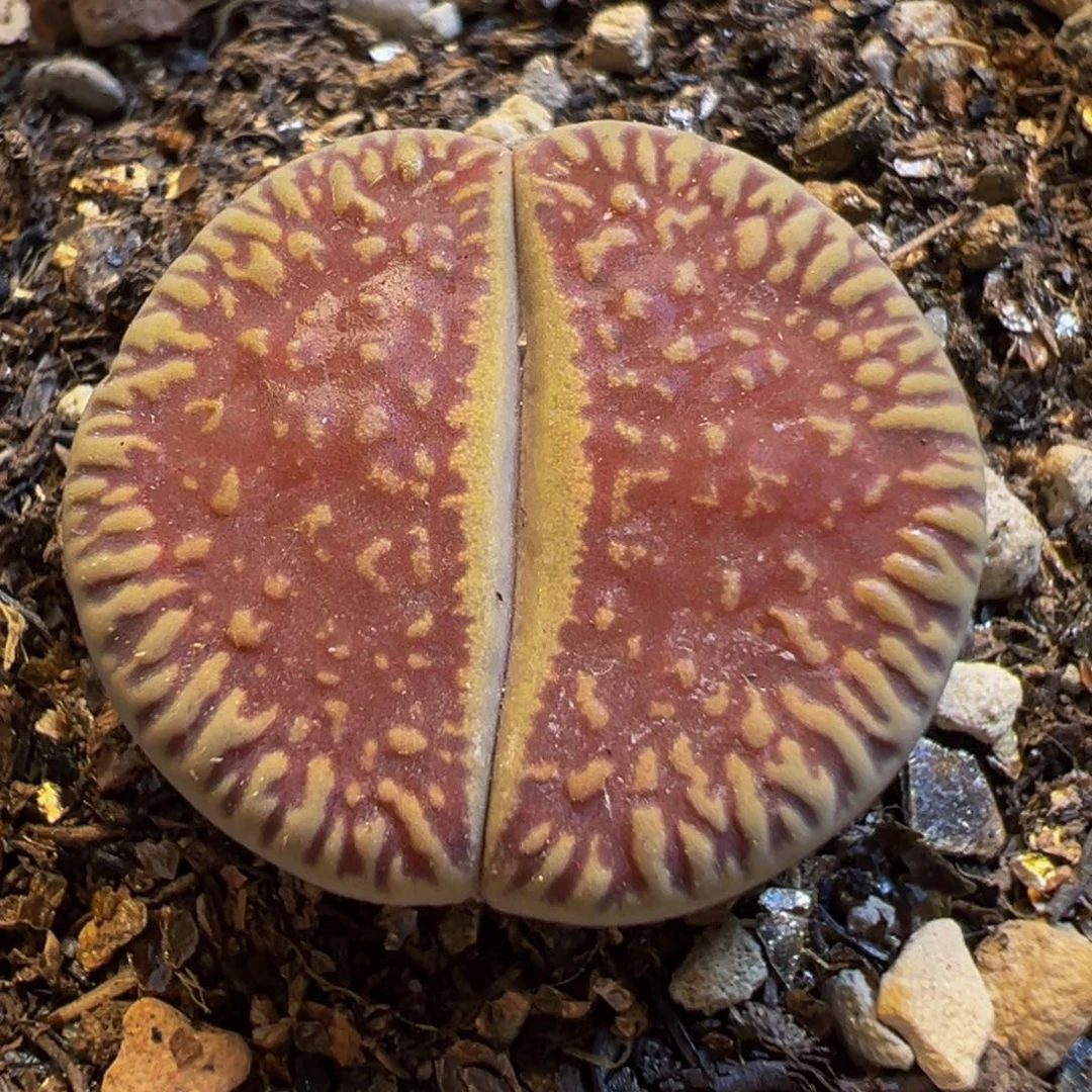 150多肉植物百科知识
