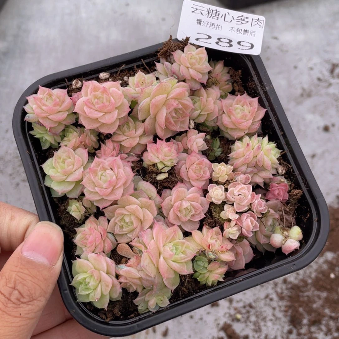 云糖心多肉植物289