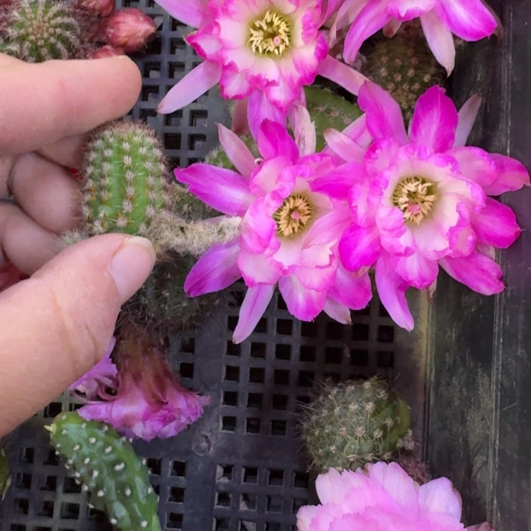 212白檀特鲁迪小3个无根侧牙，20包邮