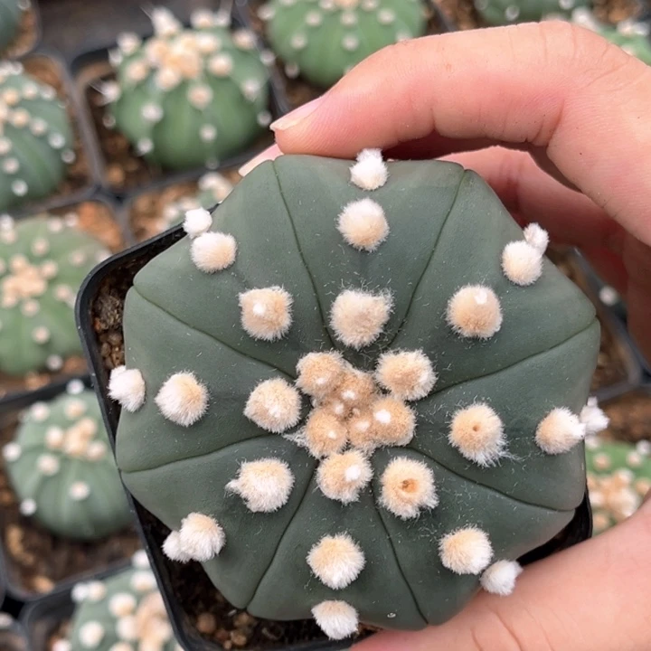 花泉琉璃兜一物一拍