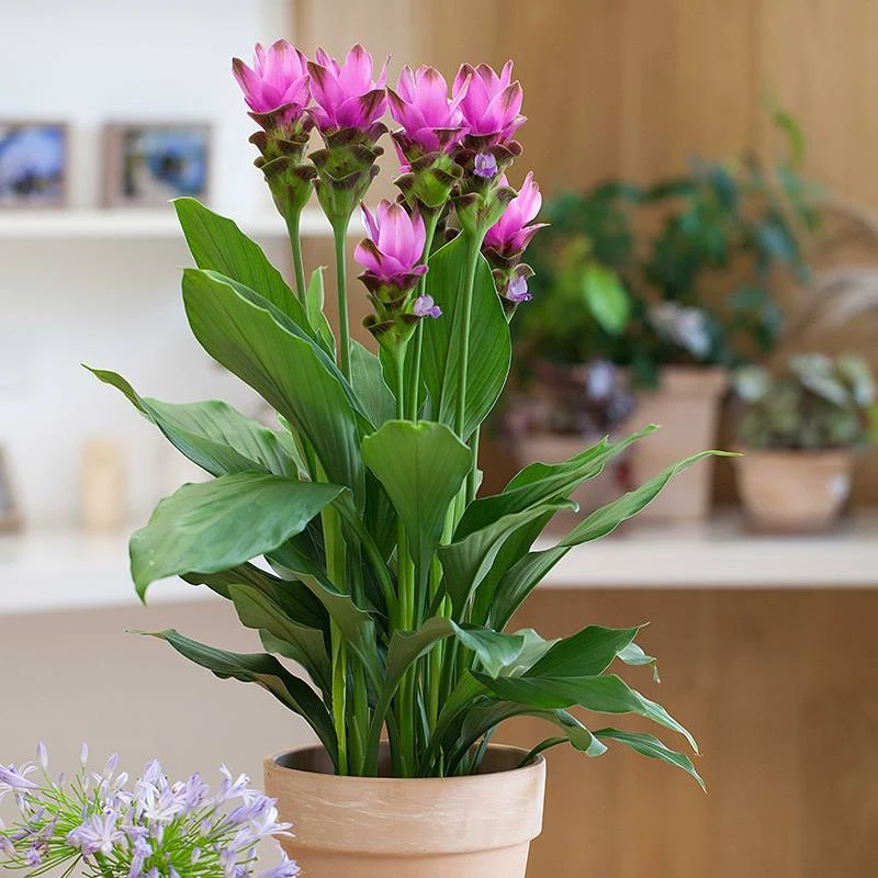 虹越 | 姜荷花盆栽“影子”  花园庭院阳台耐热花卉多年生绿植