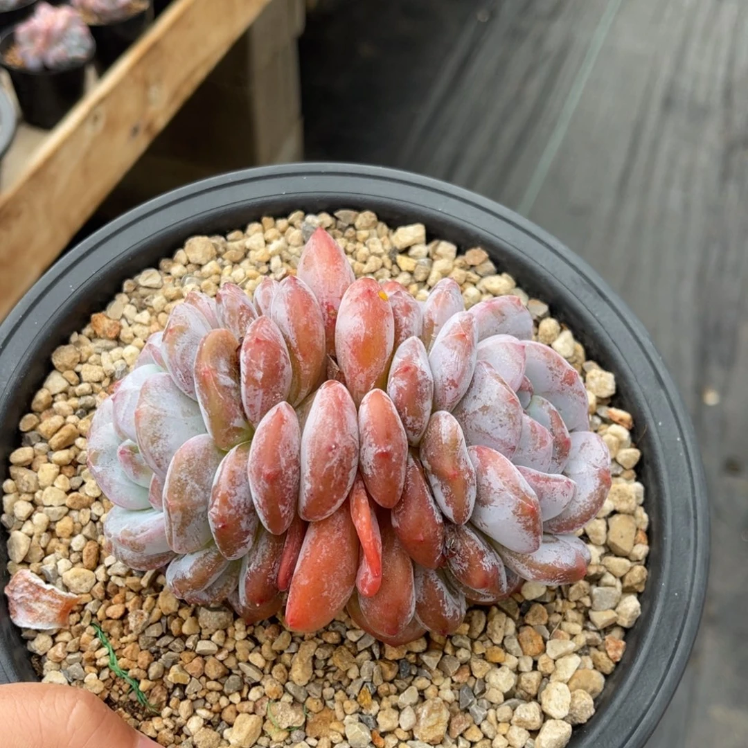 粗腿双头一物一拍