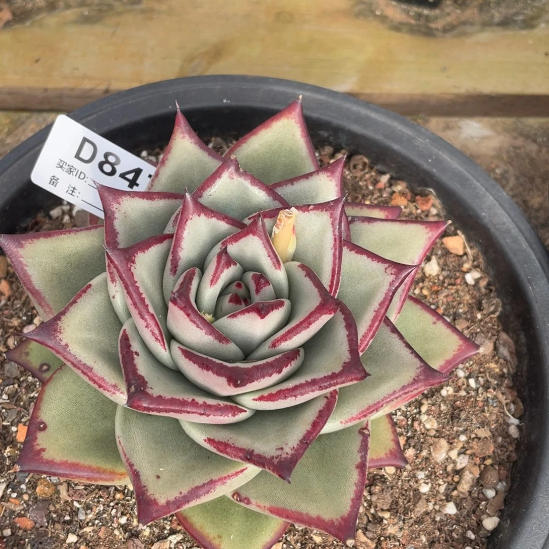 无花朵若如东云单拍D847