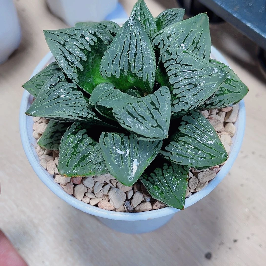 母本啊丽丽新手好养