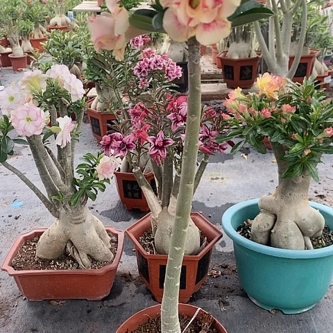 【闪购商品】无花朵丽绿植