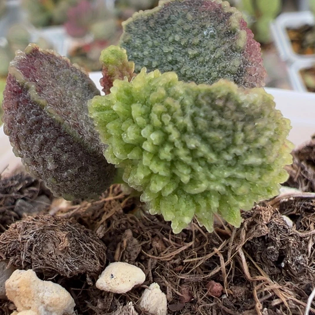 爆炸尢刺实生新品多肉植物水泡