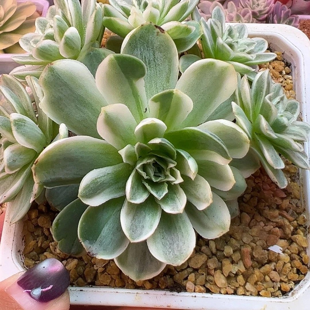 山地玫瑰锦秋夕1472号