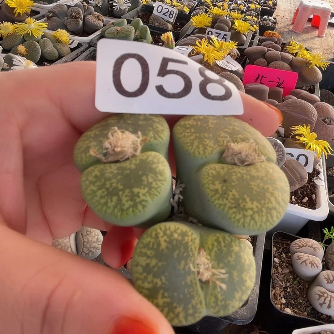 生石花一颗3头058