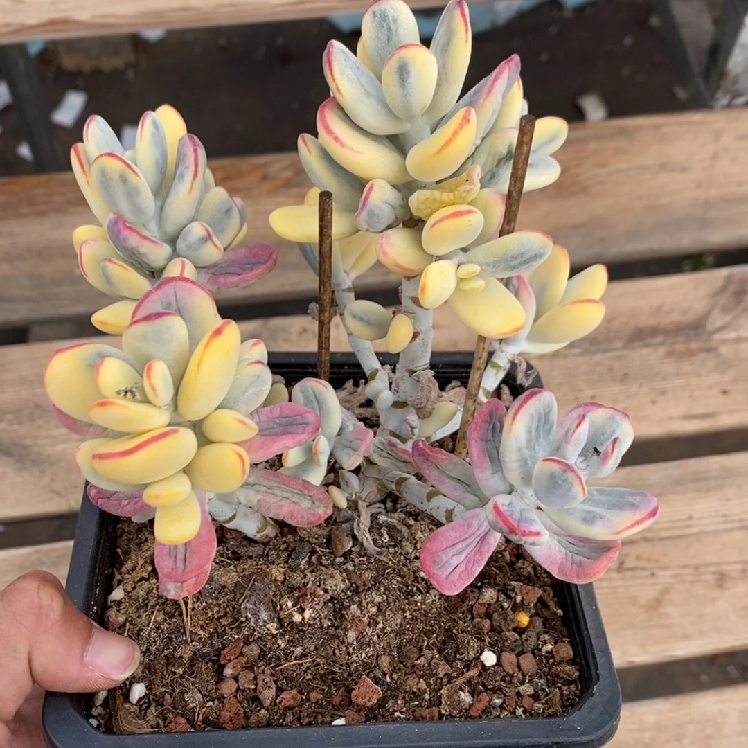 福娘锦多肉植物8667