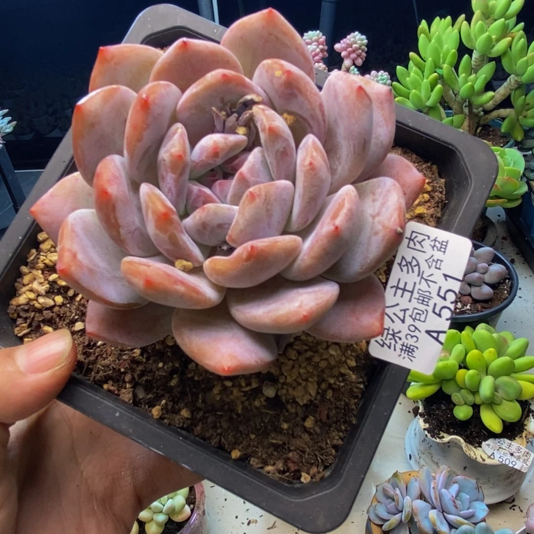 551橙梦露多肉7cm