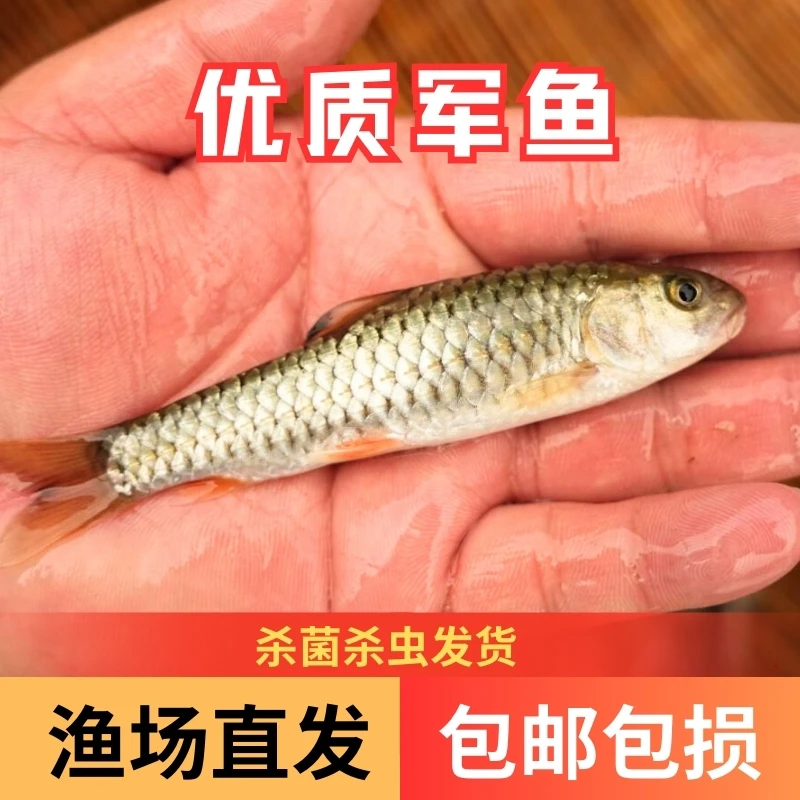 【活体】优质军鱼青棍黄娟鱼粗鳞鱼（6-10cm）观赏鱼淡水鱼冷水鱼
