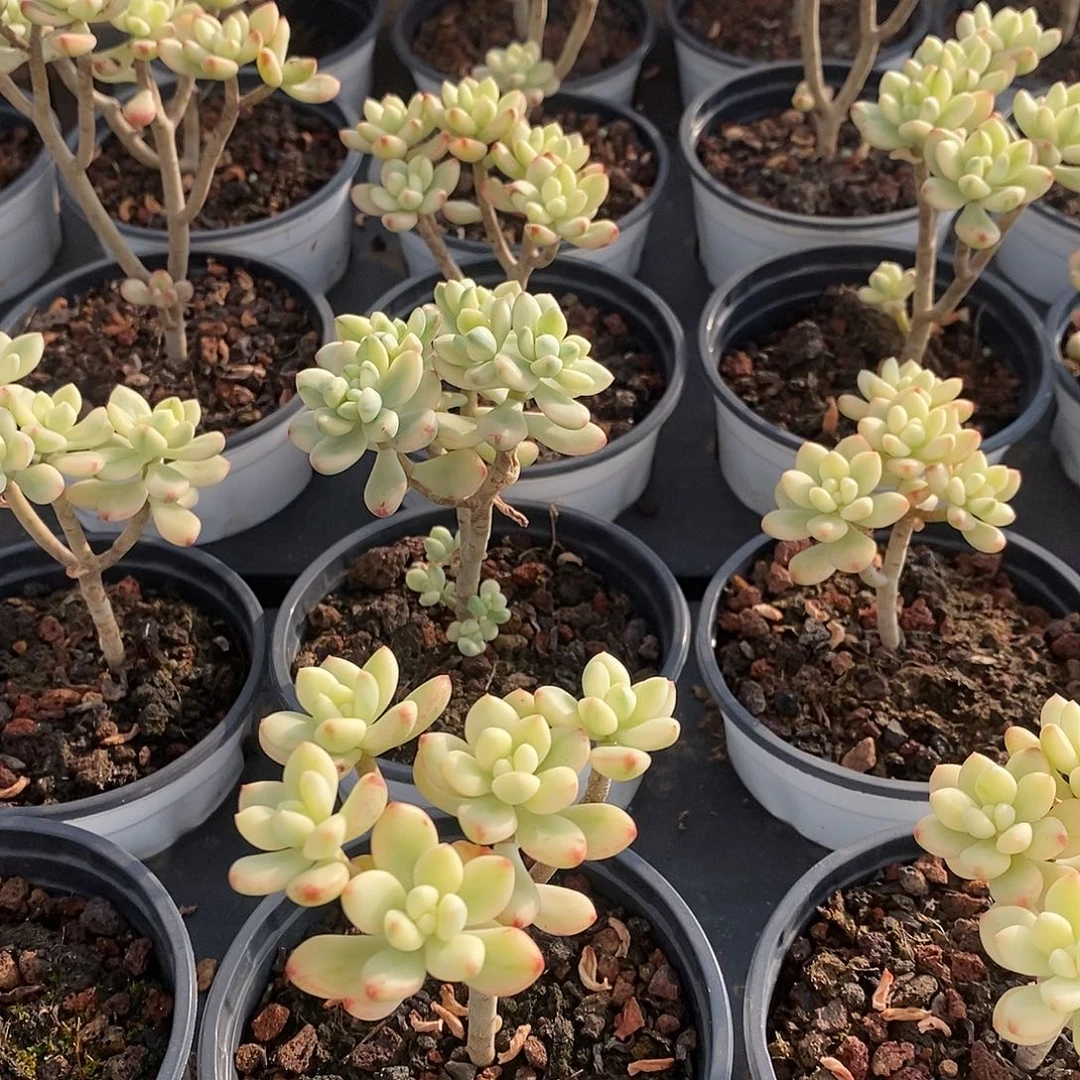 03糖果米奇锦 福利多多