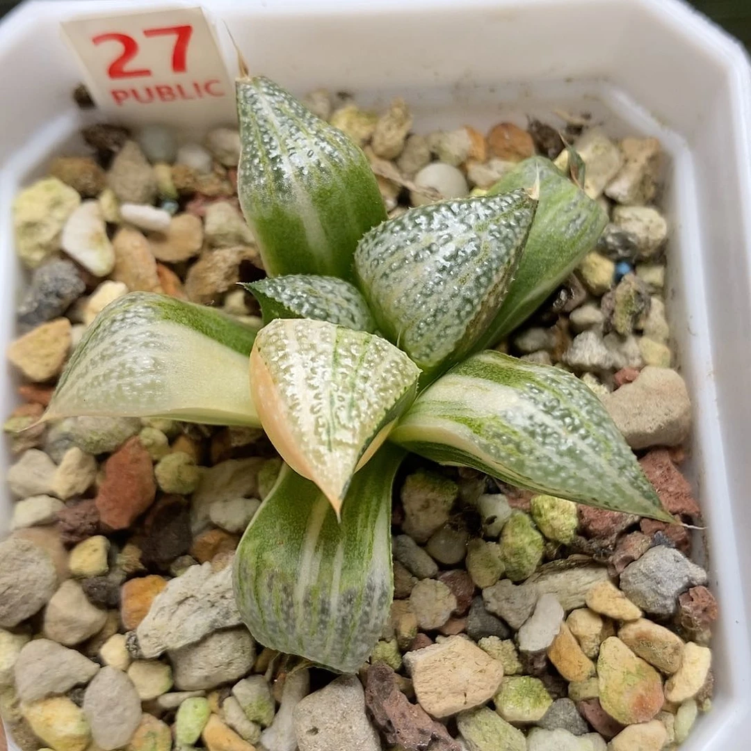 27青蟹锦一物一拍