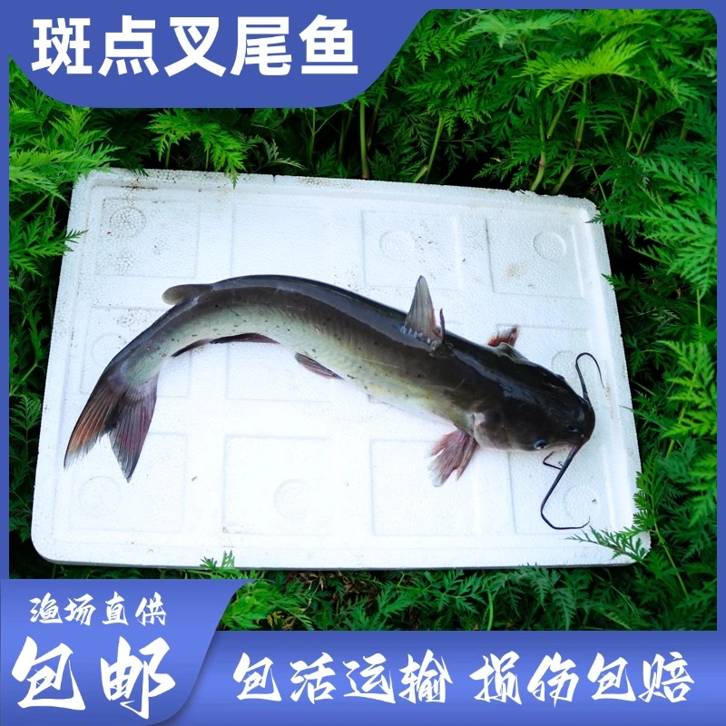 小叉尾斑点鮰鱼 小规格3-7公分两须钳鱼江团淡水养殖批发
