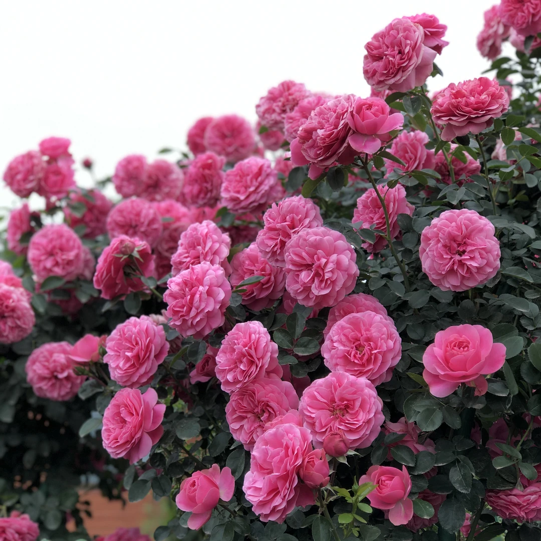 粉色达芬奇-爬藤蔷薇藤本月季花苗春季秋季开花开花重瓣