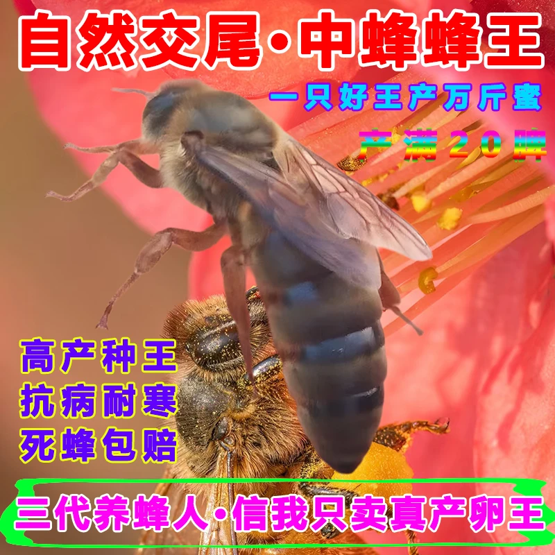 中蜂蜂王出售蜜蜂种王土蜂产卵王伏牛广西广东强群双色阿坝开产王