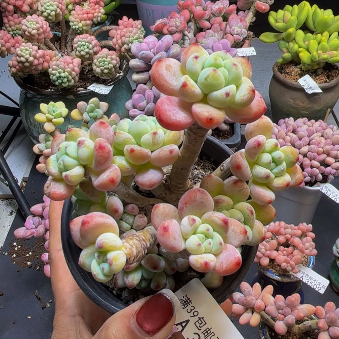 白罗琦3539/9cm多肉