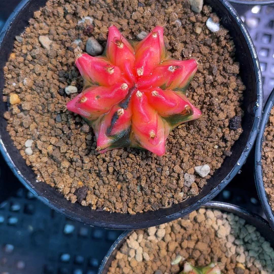 往***风1-84米哈锦3.8厘米