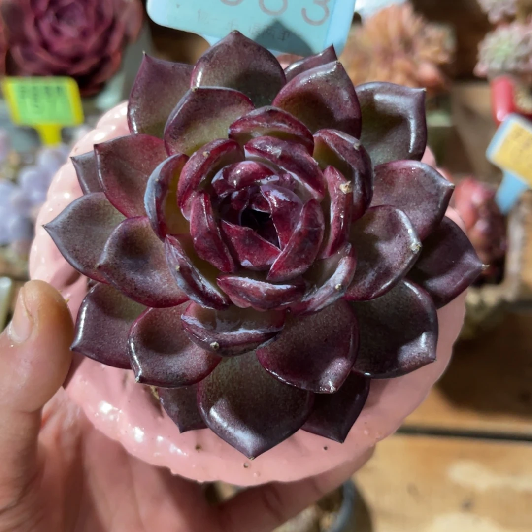 云尘多肉一物一拍不含盆1383